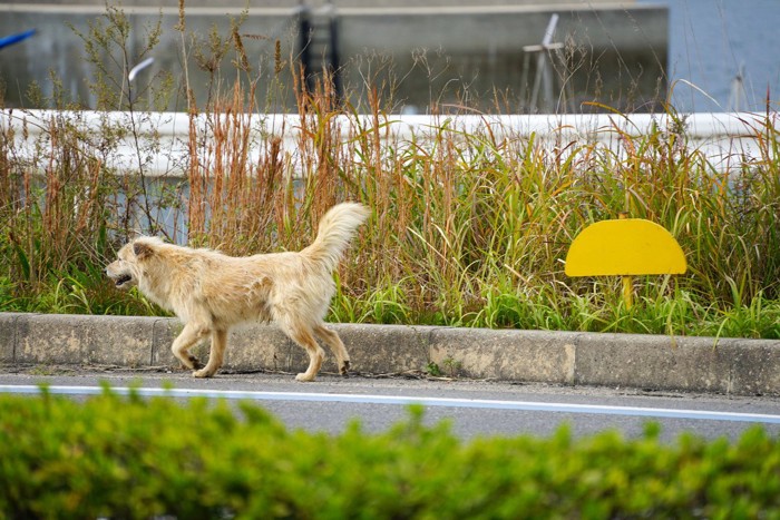 逃げる犬