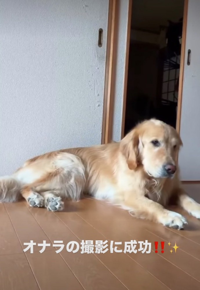 正面を向く犬