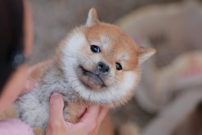 抱っこされて嫌がる柴犬の子犬