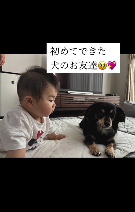 赤ちゃんとワンちゃんの初対面9