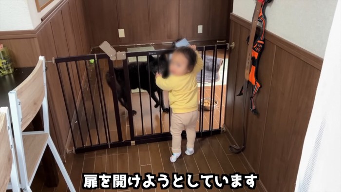 甲斐犬の一休さんの部屋！