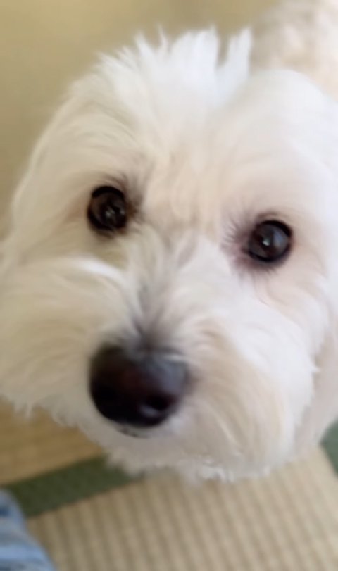 小型犬の顔