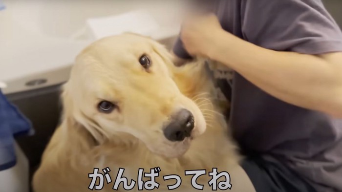 応援される犬