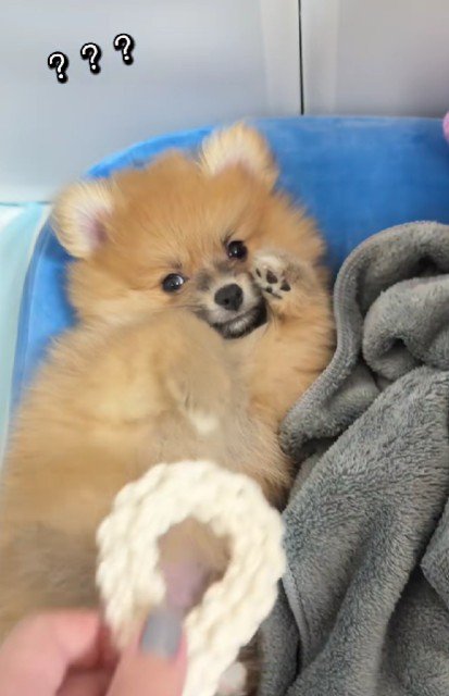 たぬちゃんが元気ない?