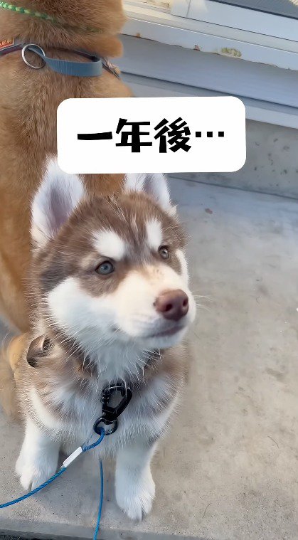 上に視線を上げるハスキー犬の赤ちゃん