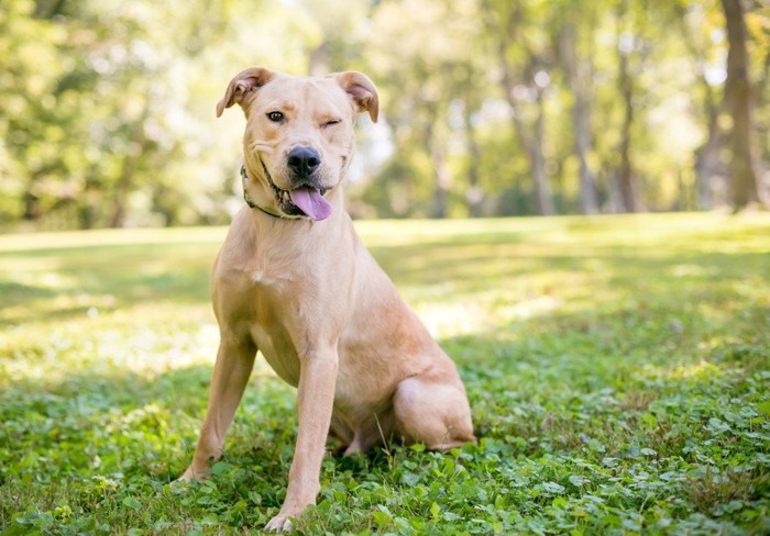 外でウインクする茶色の犬