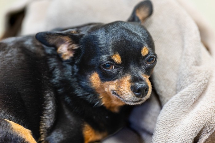 目を細めながら見つめる犬