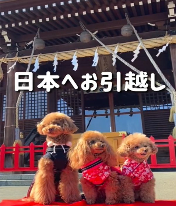 3匹の犬たち1