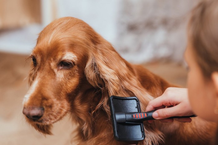 黒いコームでブラッシングされる犬