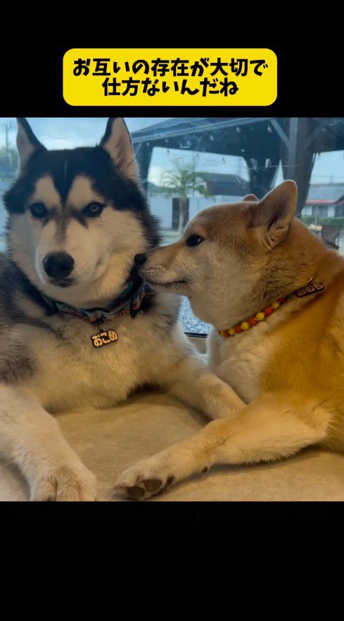 ハスキー犬の顔に自分の顔を近づける柴犬