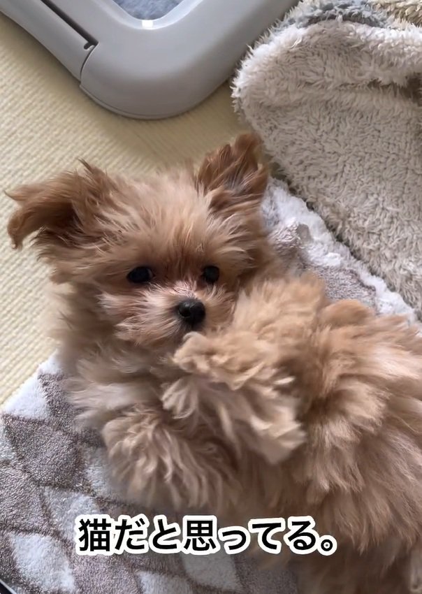 ヘソ天するのえるちゃん
