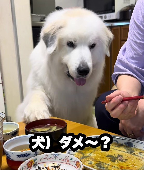 再び前足を差し出し…