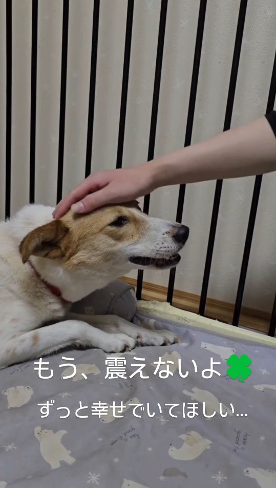 頭を撫でられて穏やかな顔になる茶色い犬
