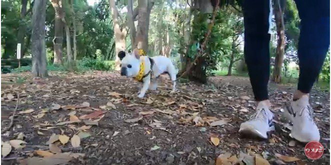 犬がほしい