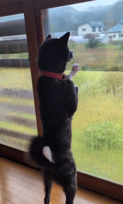窓の外を眺めるわんこは…?