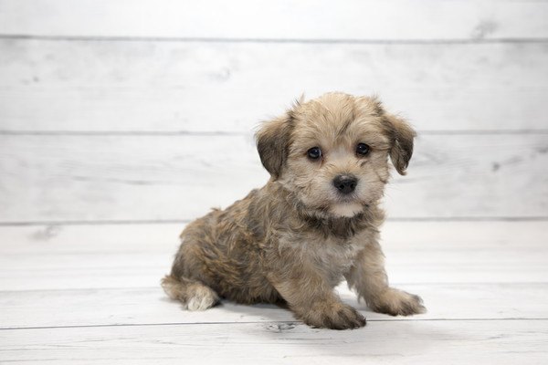 白い背景にヨープーの子犬