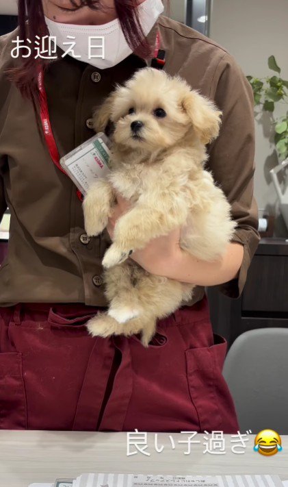 子犬を家にお迎え！！