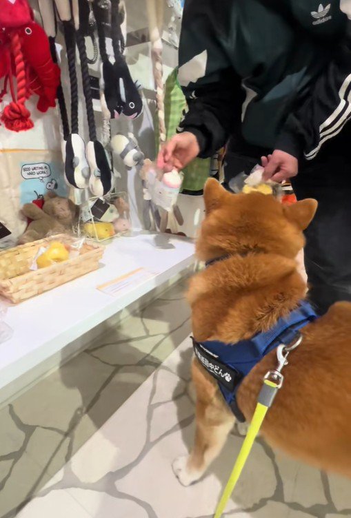 おもちゃを買ってほしいどんちゃん4