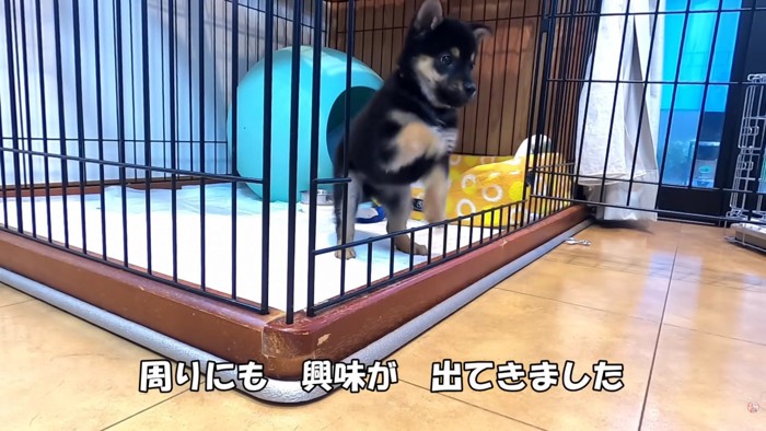 ケージの外に出ようと奮闘中