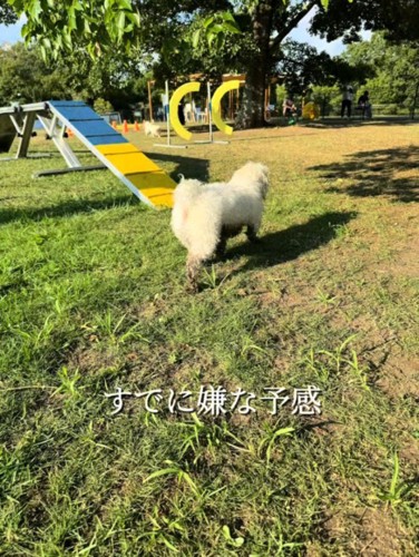 お腹を泥まみれにして、ドッグランの奥へ歩いていく犬