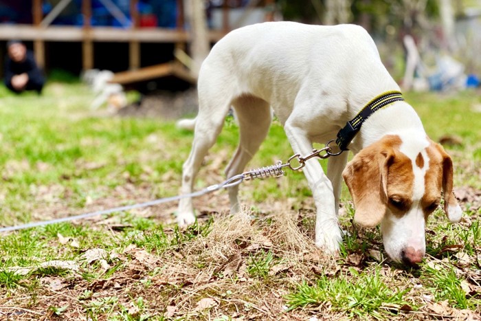 地面のにおいを嗅ぐ犬