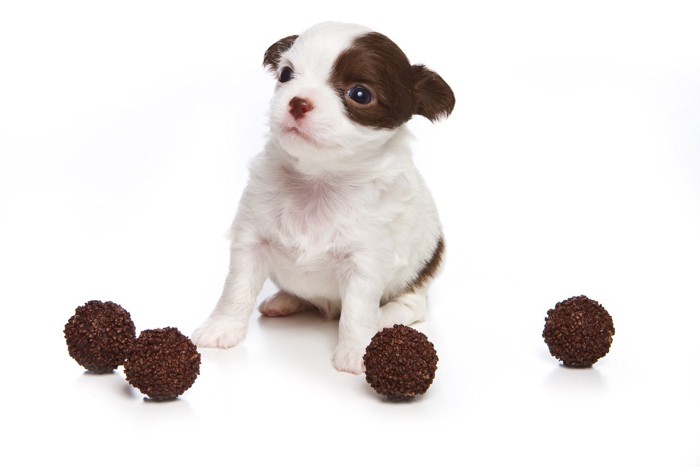 トリュフチョコと子犬