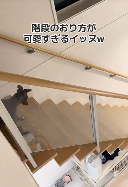 階段を下りるデクくん