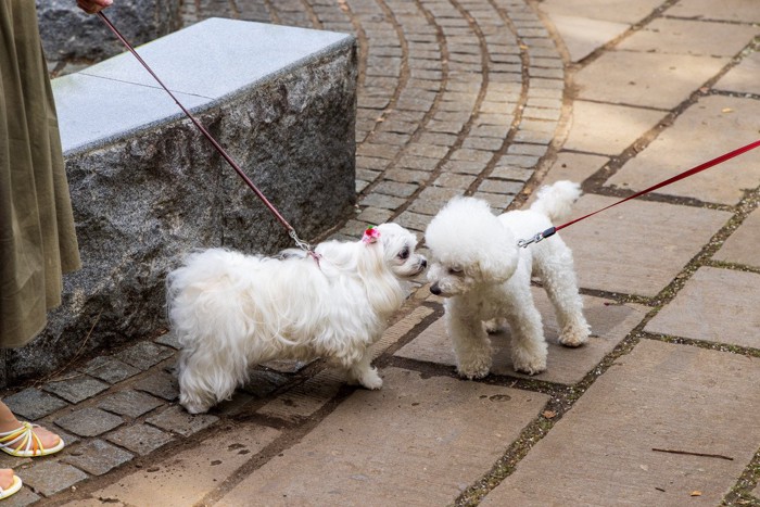 匂いを嗅ぎ合う犬2匹