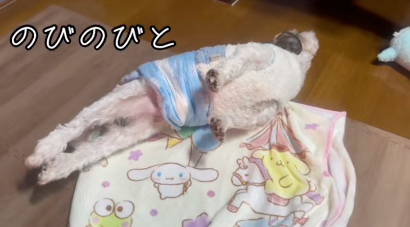 のびのびと寝転がる犬
