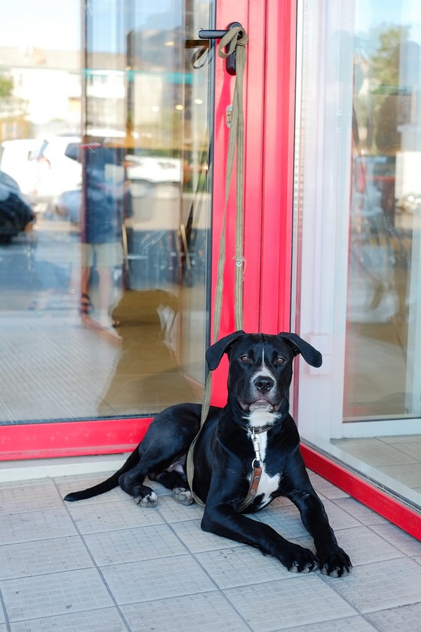 店の外で待つ黒い犬