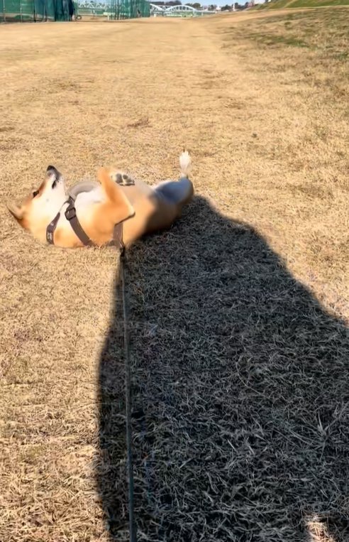 散歩を拒否する保護犬