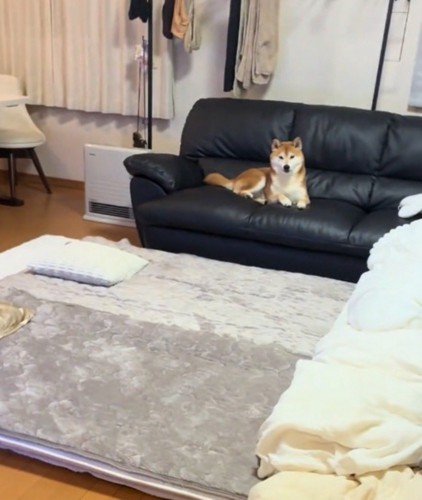 部屋に入ってきた飼い主をソファの上に座って見つめる犬