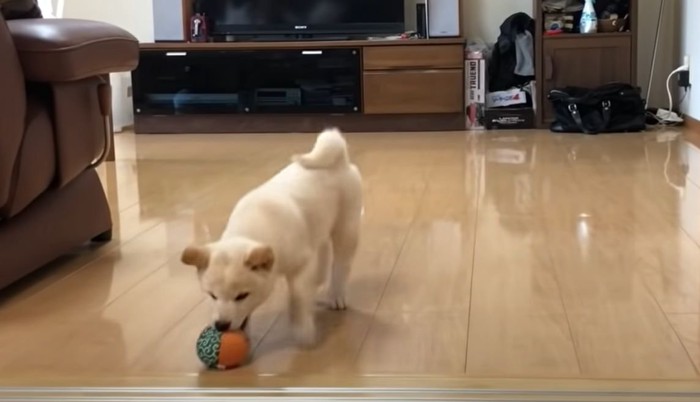 ボールで遊ぶ犬