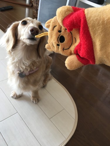 愛犬が遊んだ布の商品