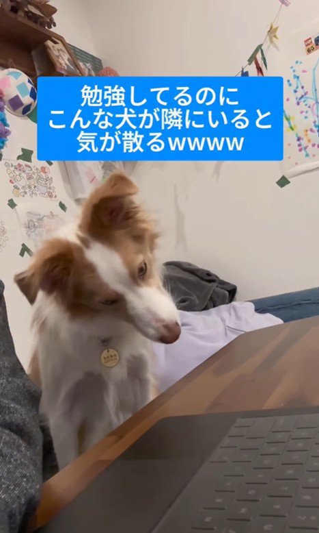 勉強中に隣にきたラスカルくん2