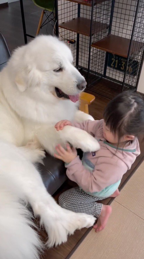 男の子に前足を握られる犬