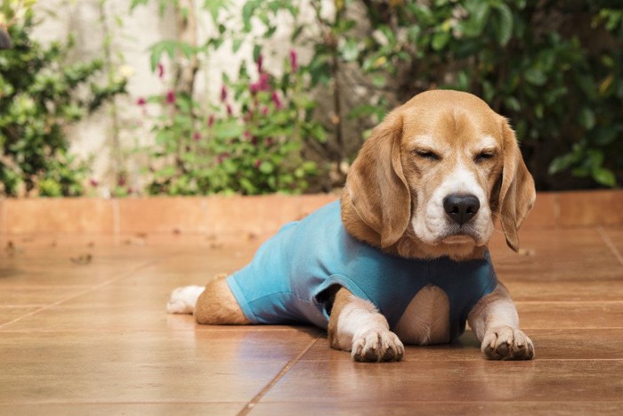 タイトな服を着ている犬