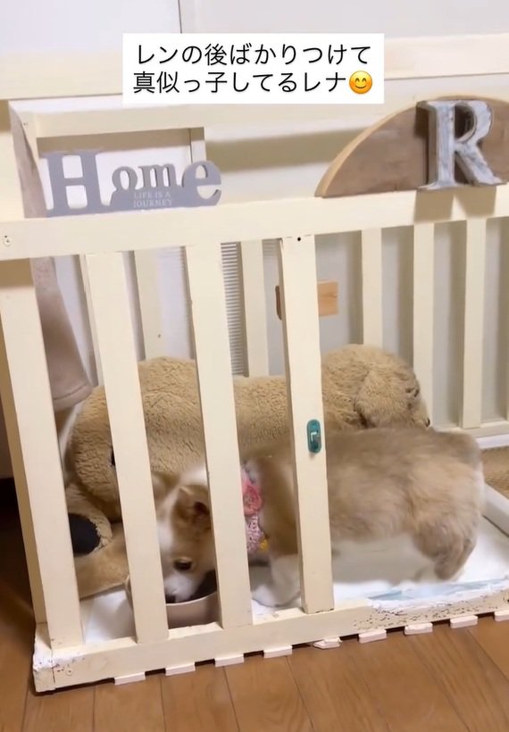 お水を飲むレナちゃん