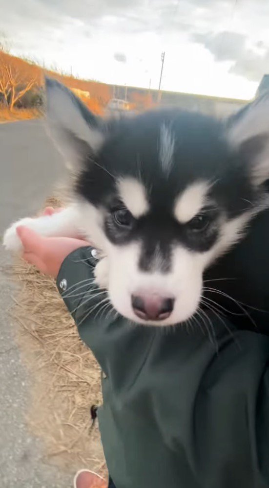 男性に抱っこされながらカメラを見つめる子犬