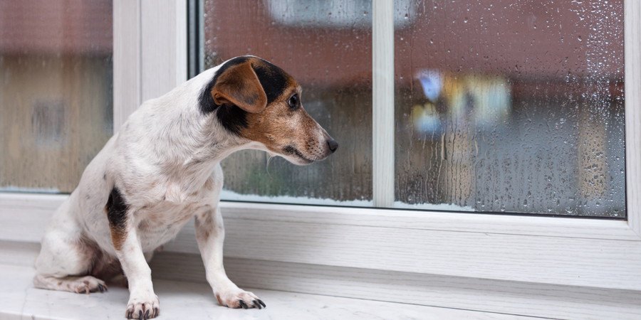 窓の外を見る犬