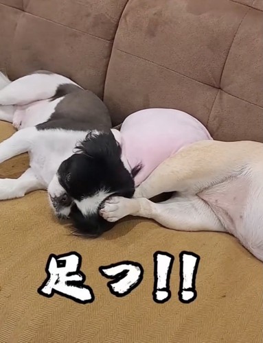 蹴ってるよ!!