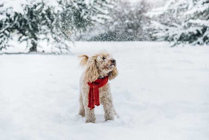 赤いマフラーをして雪の中に立つトイプードル