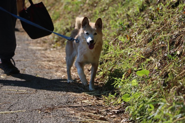 散歩をする犬