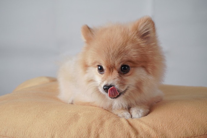 クッションの上で少しだけ舌を出す犬