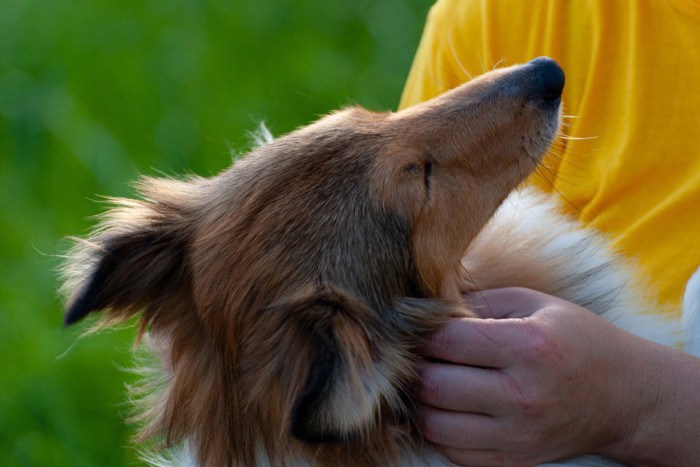 撫でられて目を細める犬