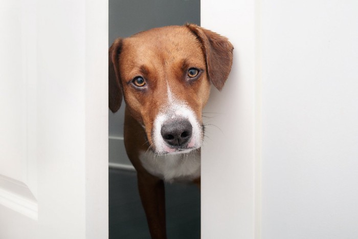 ドアから顔を覗かせる犬