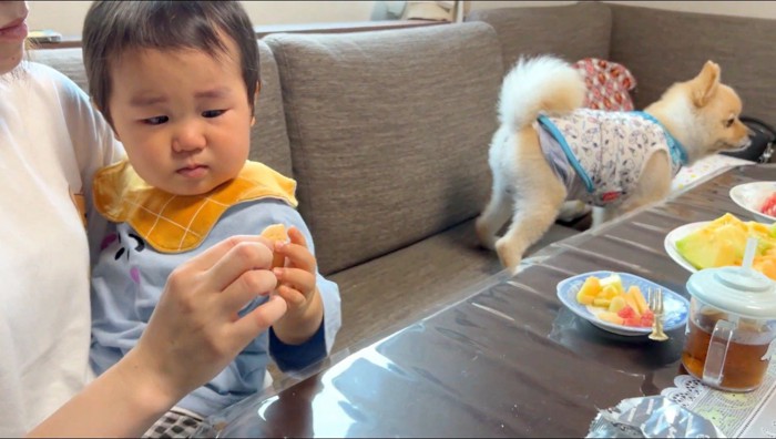 赤ちゃんから離れる犬