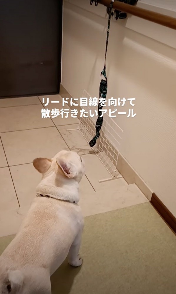 リードを見つめる犬