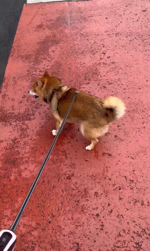 ころくんの喜びの舞4