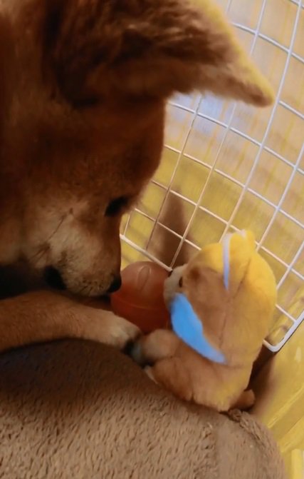 柴犬タロウくんとぬいぐるみ豆ちゃん